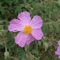 Cistus creticus  -  UNICA POBLACION PENINSULAR (HOCES RIO JUCAR)